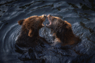棕熊灰熊gif图片