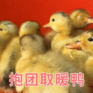 潜水鸭抱团取暖鸭聊天表情包gif高清图片