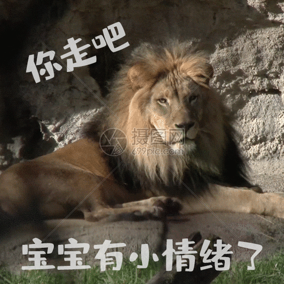 生气狮子聊天表情包gif