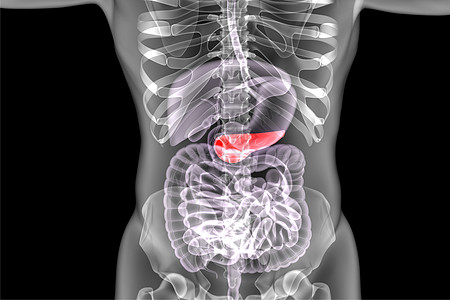 人体器官胰腺高清图片