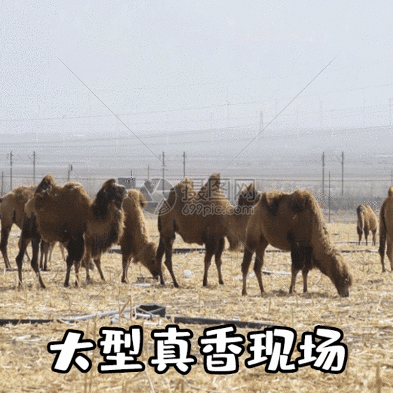 大型真香现场聊天表情包gif