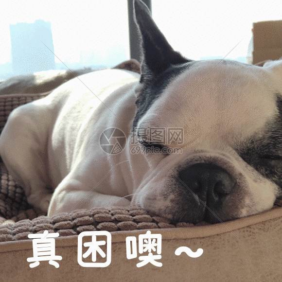 自在的斗牛犬gif宠物狗狗