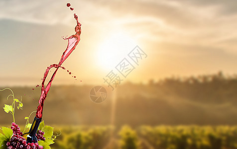 阳光下的葡萄园红酒场景设计图片