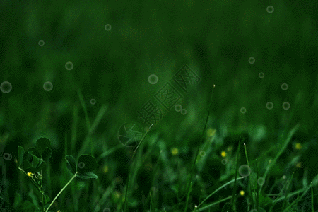 户外夜晚春天的草地生机勃勃gif动图高清图片