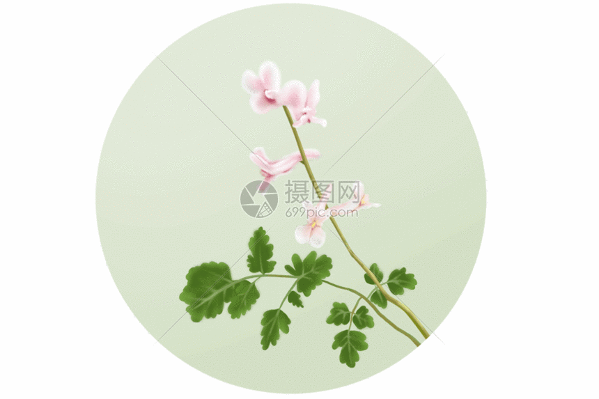 紫堇花gif叶子水彩画