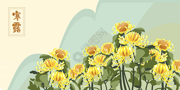 金黄色菊花寒露背景背景图片