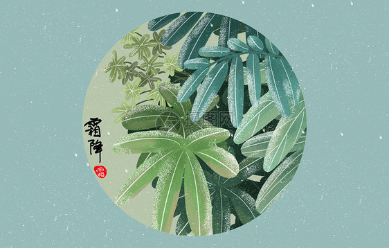 霜降植物特写图片