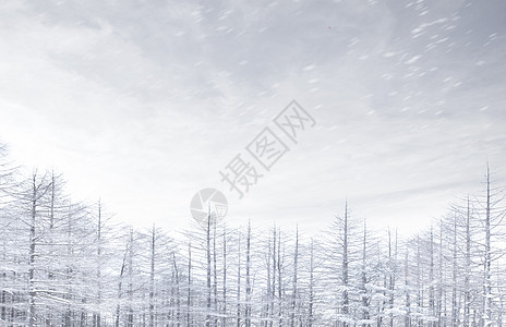 冬日雪松背景图片