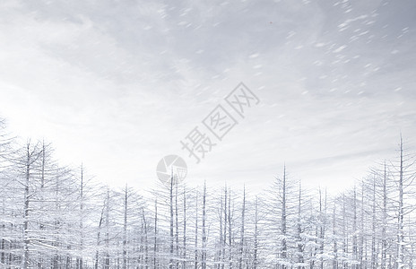 冬日雪松图片