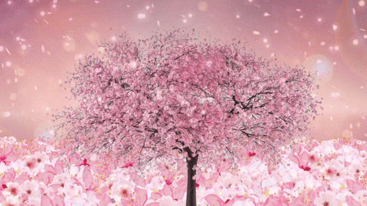 唯美动态樱花树大气花海背景视频图片