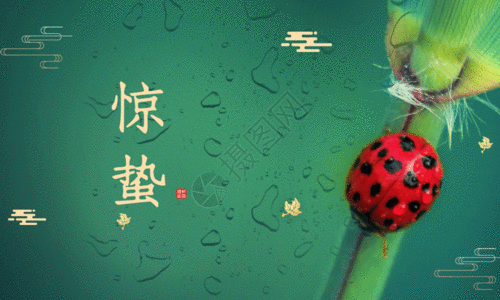 红色文化简约微凉昆虫植物惊蛰节气海报GIF高清图片