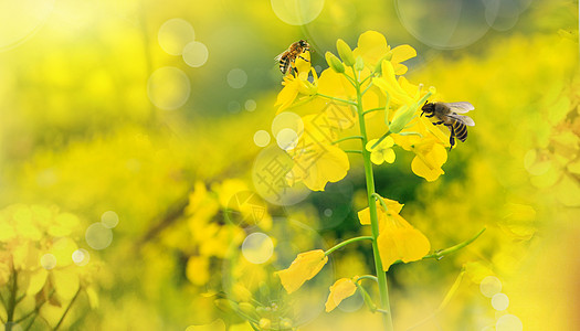 小黄花春天油菜花设计图片