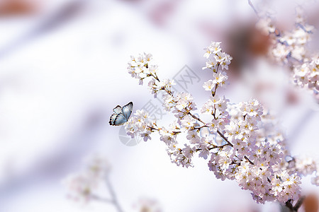 春季花卉背景背景图片