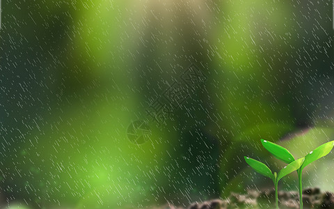 雨植物春天发芽设计图片