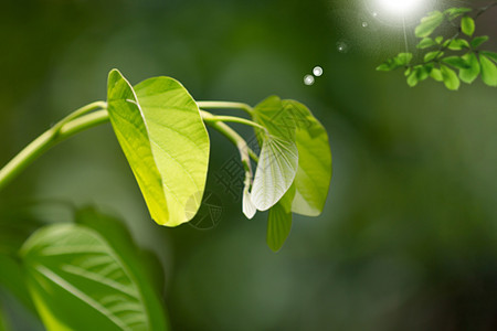 春天植物背景图片