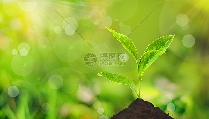 春天小禾苗
