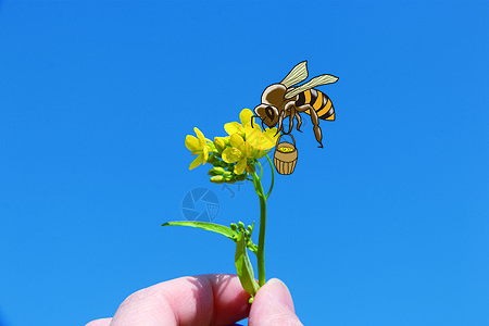 油菜花春景油菜蜜高清图片