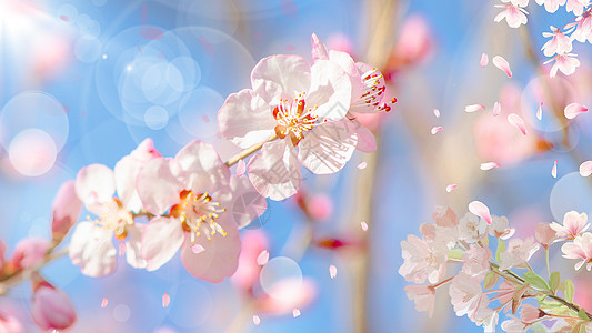 浪漫樱花浪漫樱花节唯美高清图片