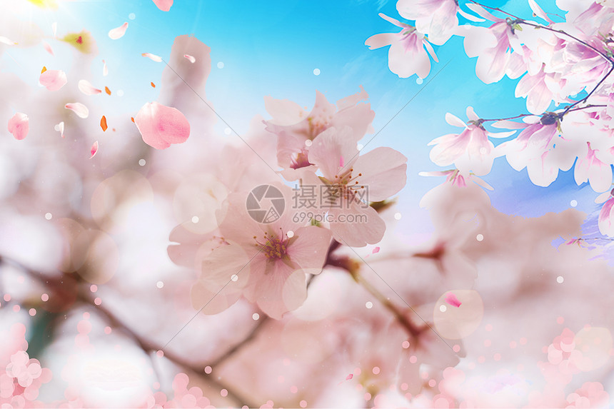 创意背景 背景素材 唯美樱花.
