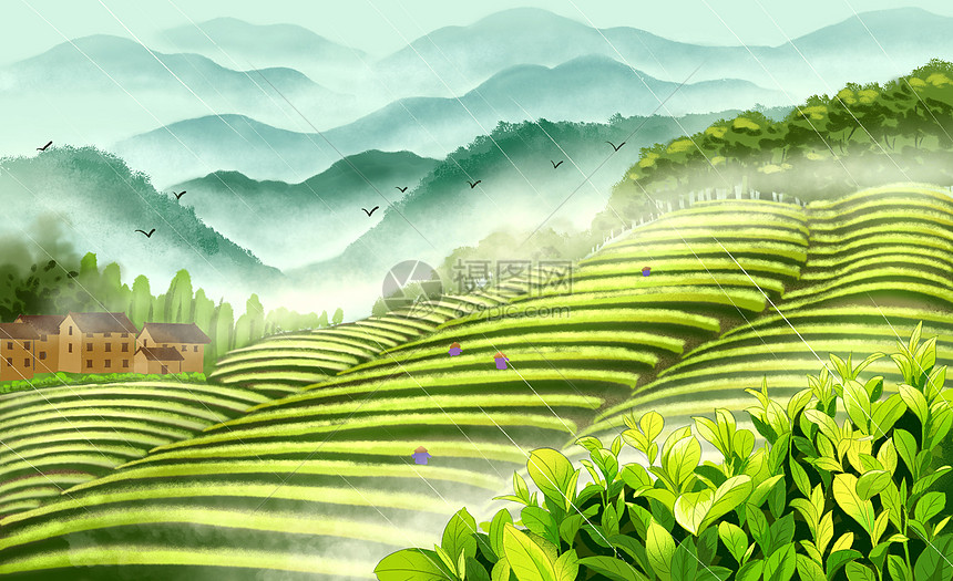 谷雨茶山采茶插画图片下载-正版图片401702432-摄图网