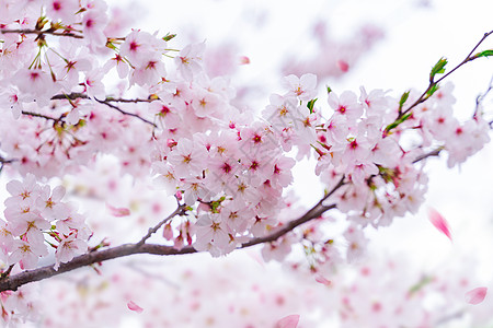 盛开的樱花樱花盛开设计图片