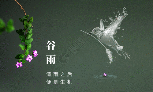水飞蓟谷雨节气海报GIF高清图片