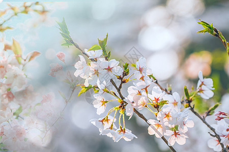 樱花节图片