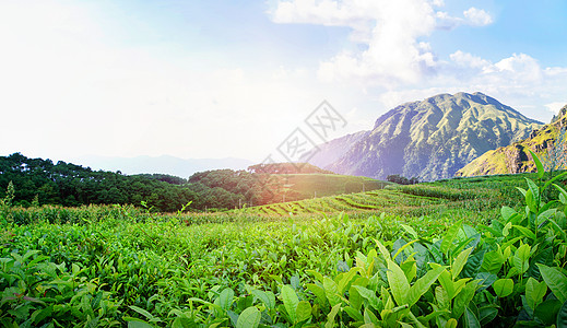 采茶茶文化背景设计图片