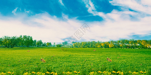 水仙花草地天空背景设计图片