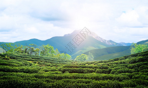 采茶茶文化背景设计图片