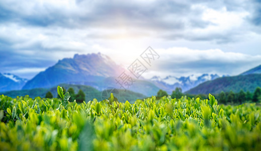 茶文化背景龙井茶山高清图片