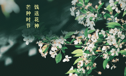 文艺窗户角落文艺简约芒种习俗送花神节气海报gif高清图片