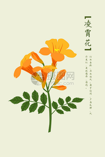 中草药凌霄花图片