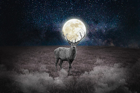 月夜下的鹿背景图片