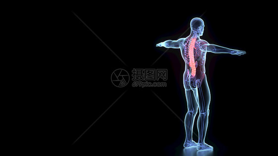人体骨骼系统图片