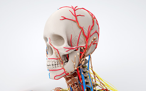 人体头部器官结构高清图片