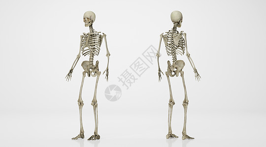 人体骨骼场景图片