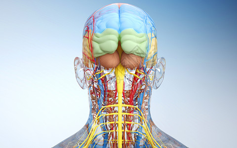 人体脑部结构图片