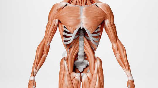 人体骨骼肌肉场景图片