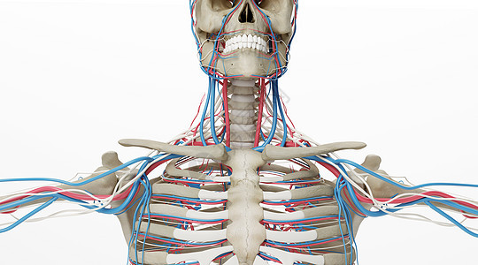 人体骨骼动静脉场景图片