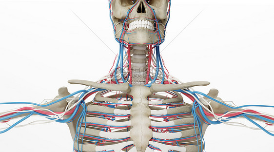 人体骨骼动静脉场景图片
