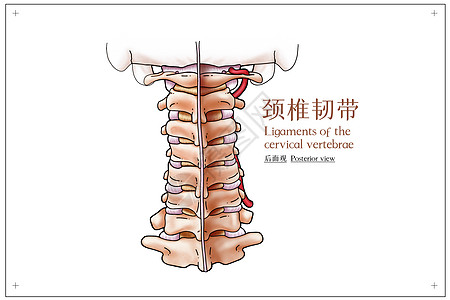 颈椎疼痛颈椎韧带后面观医疗插画插画