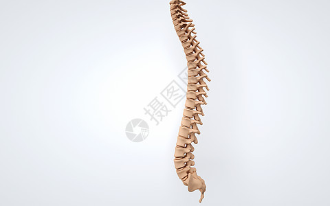 人体脊柱图片
