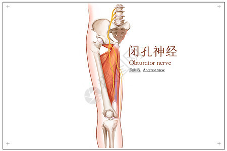 闭孔神经前面观医疗插画图片