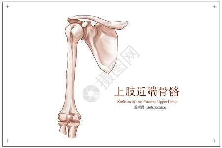 上肢近端骨骼前面观医疗插画图片