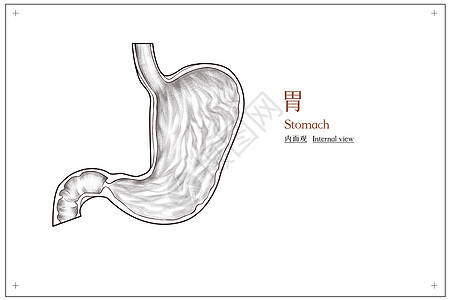 腹部器官胃部结构内面观医疗插画高清图片