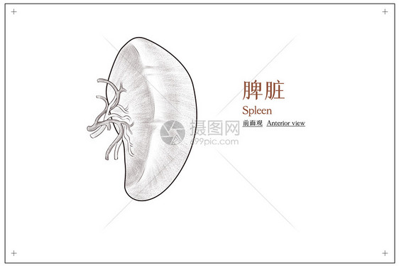 腹部器官脾脏结构前面观医疗插画图片