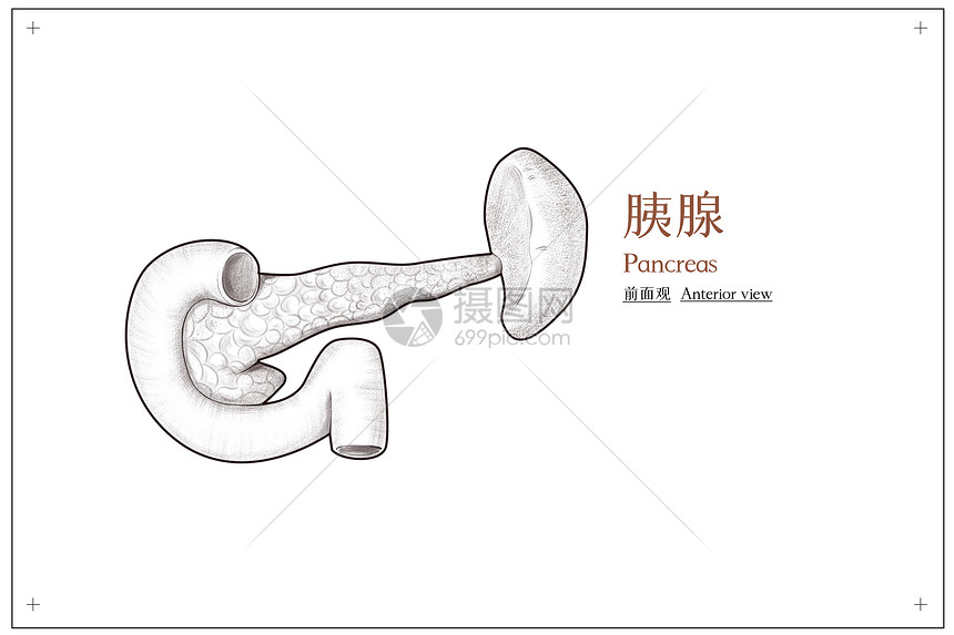 腹部器官胰腺结构前面观医疗插画