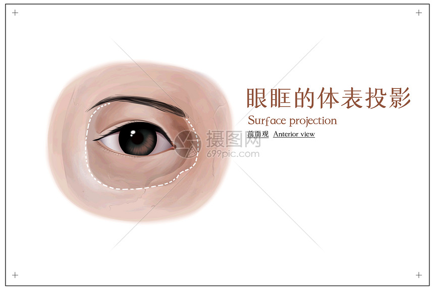 眼眶的体表投影前面观医疗插画图片