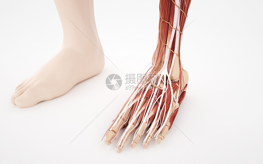 人体脚部结构肌肉组织